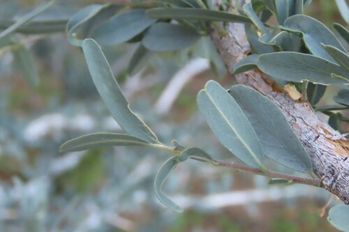 Boscia albitrunca, photograph 5