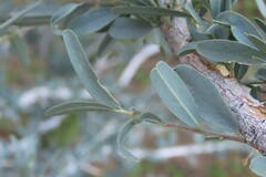 Boscia albitrunca, photograph author not stated, no rights reserved