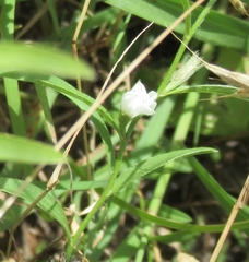 Evolvulus sericeus