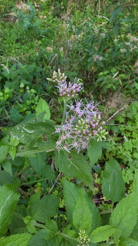 hemp agrimony