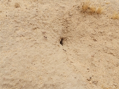 Cataglyphis adenensis