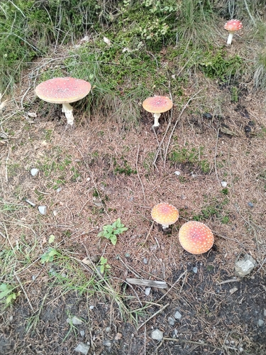 Fly Agaric