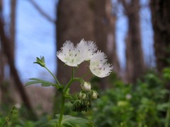 Phacelia fimbriata