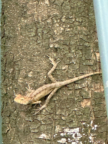Wang’s Garden Lizard