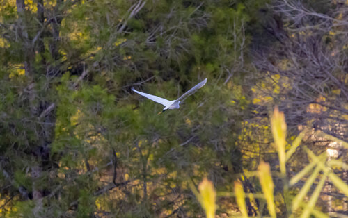 Western Little Egret