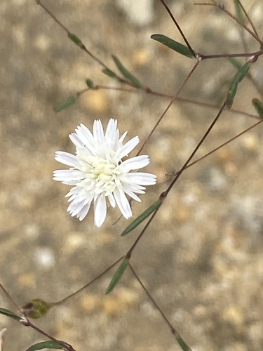 Siemssenia capillaris, 2026-09-18