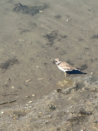 Common Ringed Plover