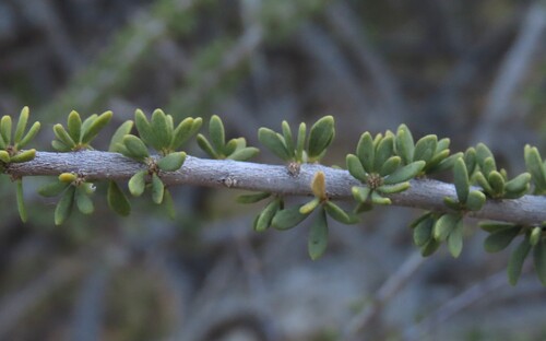 Boscia foetida, photograph 2