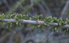 author not stated, no rights reserved Boscia foetida, photograph author not stated, no rights reserved