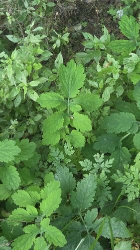 Greater celandine