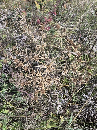 Field Eryngo