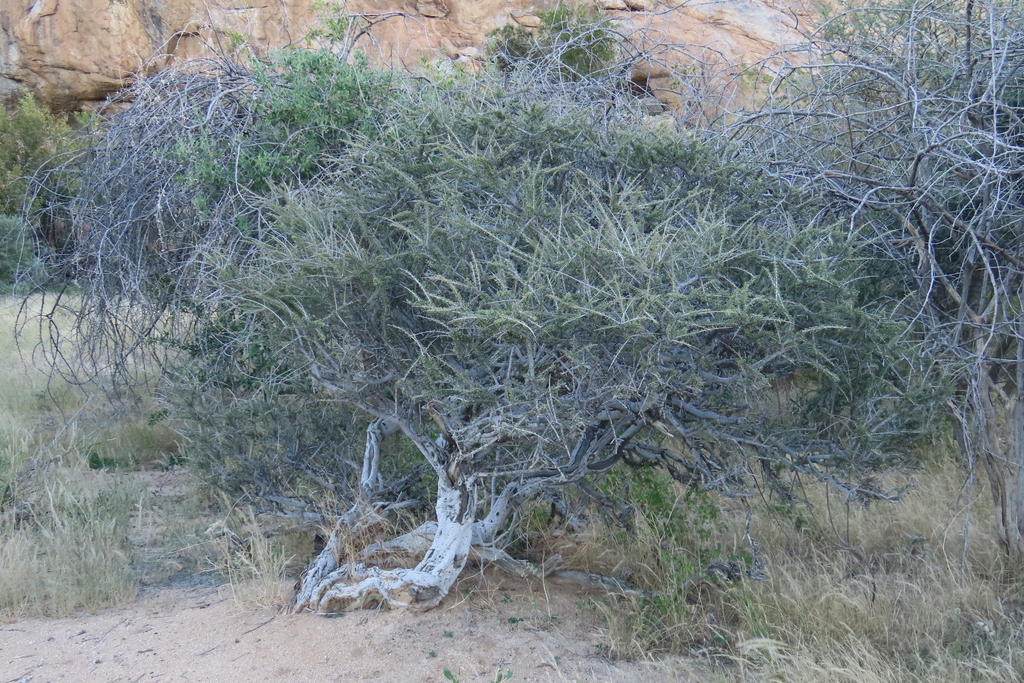 Boscia foetida; photograph author not stated, no rights reserved
