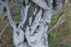 author not stated, no rights reserved Boscia foetida, photograph author not stated, no rights reserved