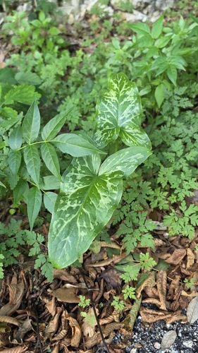Italian arum