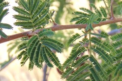 Dichrostachys cinerea, photograph author not stated, no rights reserved