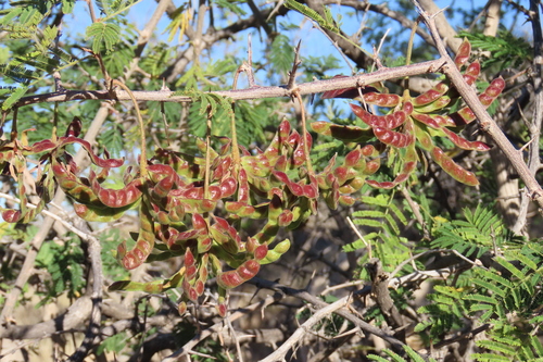 Dichrostachys cinerea, photograph 2