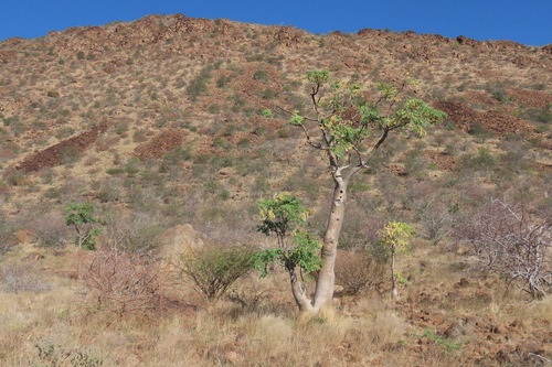 Moringa ovalifolia, photograph 3