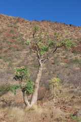 Moringa ovalifolia