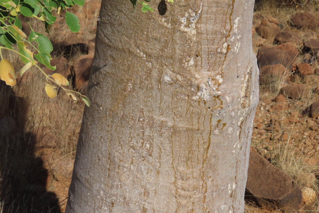 Moringa ovalifolia; photograph author not stated, no rights reserved
