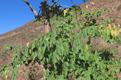 author not stated, no rights reserved Moringa ovalifolia, photograph author not stated, no rights reserved