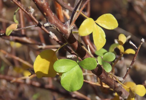 Slender Corkwood