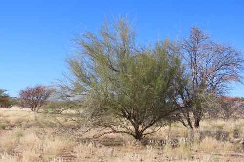 Greenhair Tree