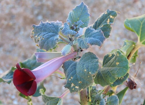 Pink Djirrie
