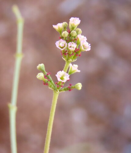 St. Helena Hogweed