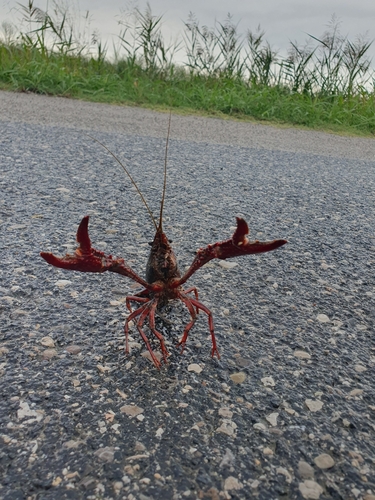 Red Swamp Crayfish