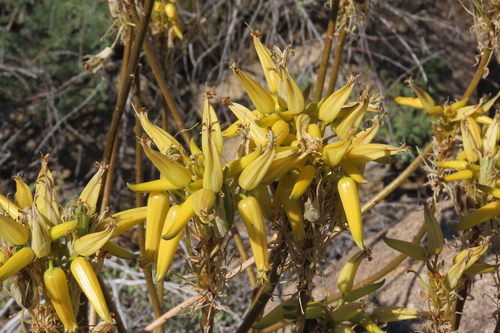 Aloe hereroensis, photograph 6