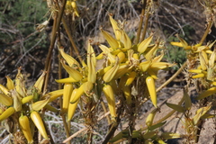Aloe hereroensis, photograph author not stated, no rights reserved