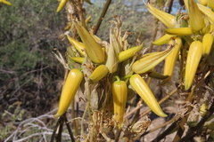 Aloe hereroensis, photograph author not stated, no rights reserved