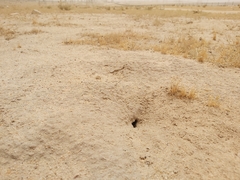 Cataglyphis adenensis