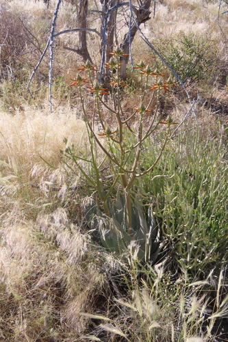 Aloe hereroensis, photograph 4