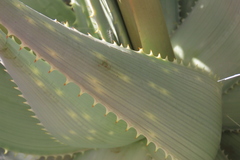 Aloe hereroensis, photograph author not stated, no rights reserved