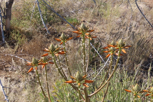 Aloe hereroensis, photograph 1
