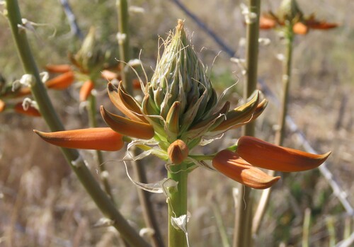 Sand Aloe
