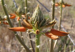 Aloe hereroensis