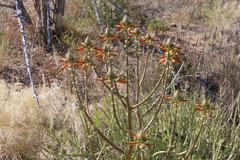 Aloe hereroensis, photograph author not stated, no rights reserved