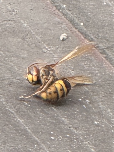 European Hornet