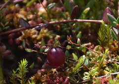 Vaccinium microcarpum, photograph (c) Игорь Васильев, some rights reserved (CC BY)