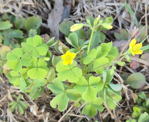 upright yellow woodsorrel