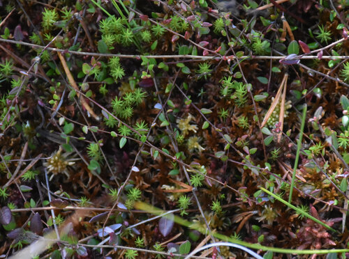 Vaccinium microcarpum, photograph 6