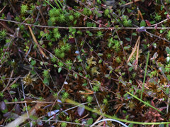 Vaccinium microcarpum, photograph (c) Игорь Васильев, some rights reserved (CC BY)