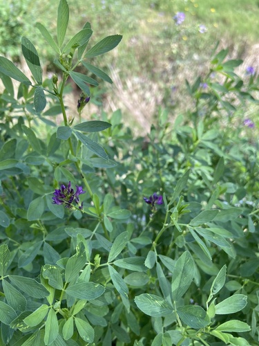Alfalfa
