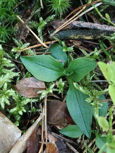 lesser rattlesnake plantain