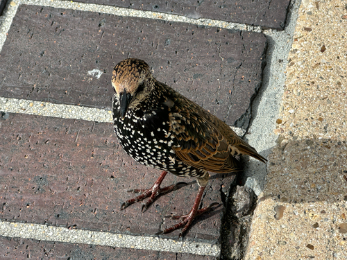 European Starling