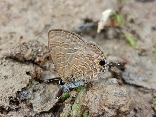 Common Line Blue