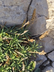 Plantago subulata