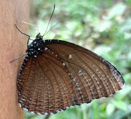Spotted Palmfly